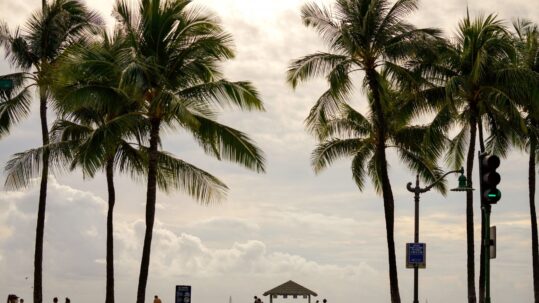 Palm trees blowing in the wind with clouds in the background.